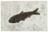 Detailed Fossil Fish (Knightia) - Huge for Species! #292526-1